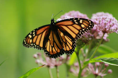 Endangered monarch butterflyの写真素材