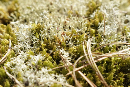 green moss background texture beautiful in natureの写真素材