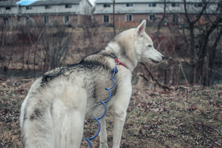 husky on a leash outdoors in winterの写真素材