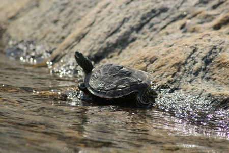 Northern Map Turtle stretched out by the edge of the water basking in the sun. Georgian bay, Canadaの写真素材