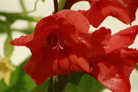 Garden with blooming red gladiolus flowers. beautiful redの写真素材