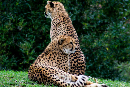 Coouple of cheetahs have a rest in green grass