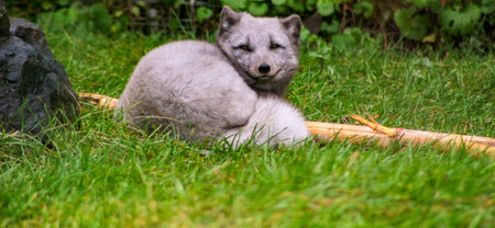 Young arctic fox laying in the grass during a sunny day