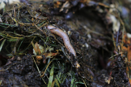 macroshot of earthworms in soil Eisenia fetida
