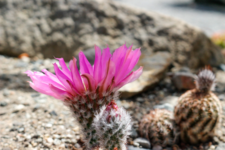 blooming Coryphantha elephantidens close up macro shotsの写真素材