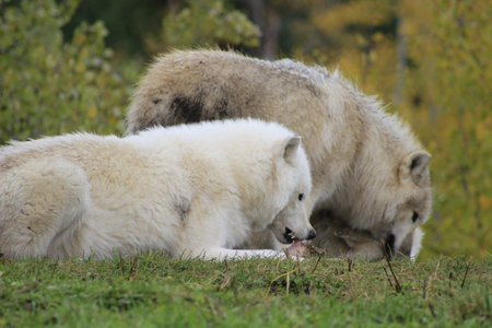 Wild alaskan tundra wolf is eating a piece of meat. Polar wolf or white wolf.の写真素材