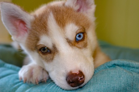 Blue-eyed Siberian Husky Puppy head. 8 weeks old female headshot with purple leash and sandy beach background.の写真素材