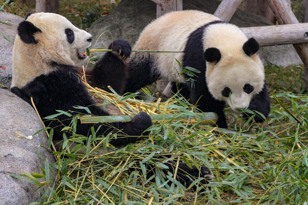 Panda chewing bamboo these pandas are endangered due to habitat loss. they are a national symbol of china and the chinese government has been taking steps in conservation.の写真素材