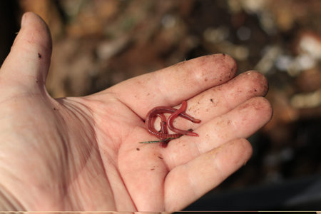 red worms in compost - bait for fishing