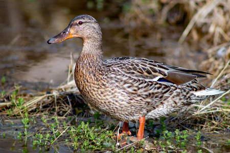 A female mallad stands on a bolder with a water background.の写真素材