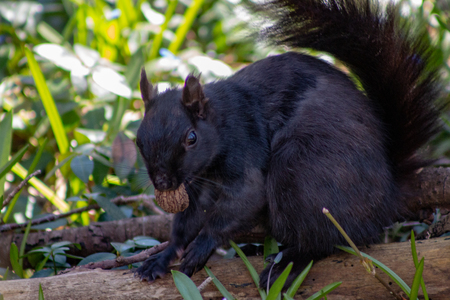 Black squirrel eating in bare tree, winter season..の写真素材