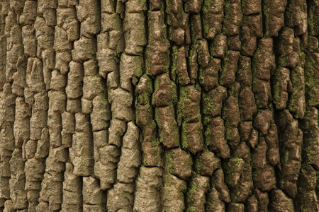 Old tree bark texture background close up.の写真素材