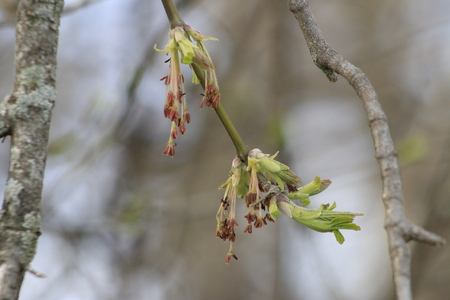 Male flowers on branch ash-leaved maple, Acer negundo, macro with bokeh background, selective focus, shallow DOF.の写真素材