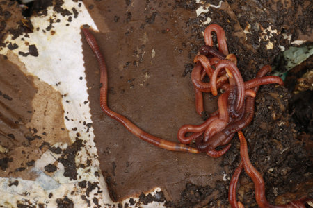 red worms in compost - bait for fishing.