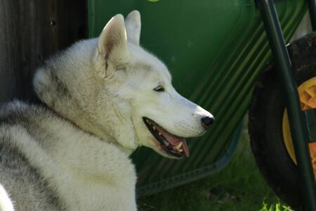 A Red Siberian Husky dog outdoorsの写真素材
