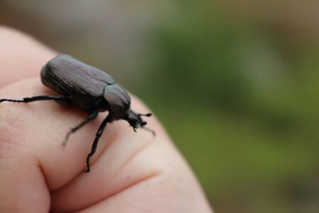 Bug beetle in the hand holding bugsの写真素材