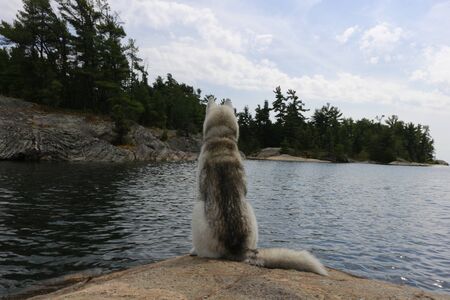 Cute siberian husky is sitting outside beside cottage chairs overlooking lake huron.の写真素材