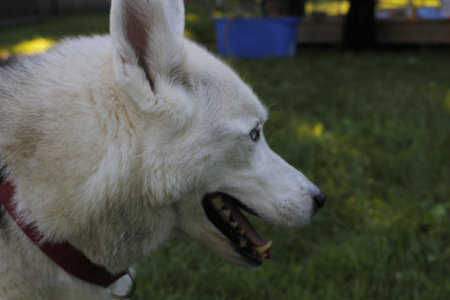 Portrait of Siberian Husky on the background of green grass