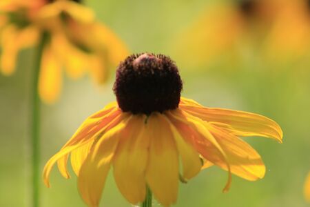 Flowers of Rudbeckia hirta, blossoms of black-eyed Susan in garden on sunny summer day.の写真素材