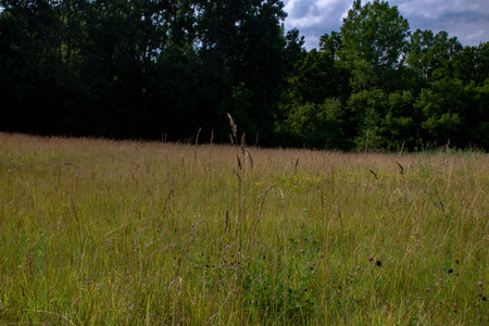 A long grass meadow landscape with various species of wildflower in Ontario