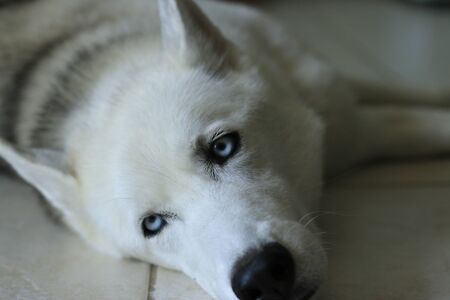 Studio shot of siberian husky dog,. Isolated on whiteの写真素材