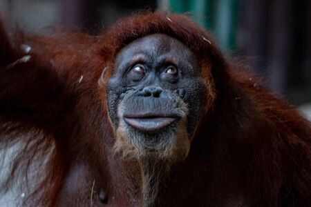 Beautiful female orangutan ( Bornean orangutan ) from the family Pongoの写真素材