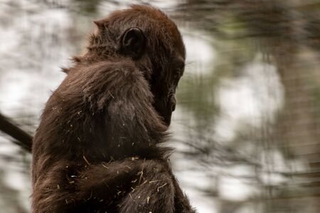 baby western lowland gorilla portrait photoの写真素材