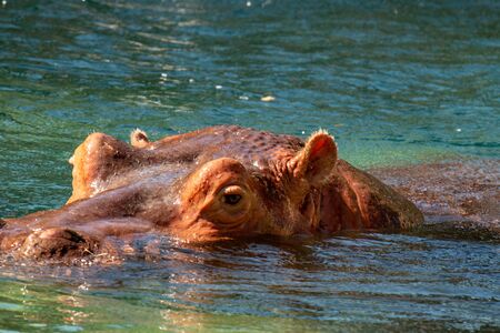 hippopotamus in water with head barely above. beautiful african animalの写真素材