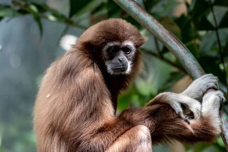 White-handed gibbon hanging in the trees. A white-handed gibbon hanging in the treesの写真素材