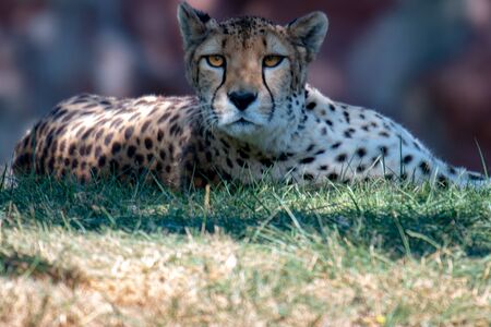 female cheetah laying down in grass after big chaseの写真素材