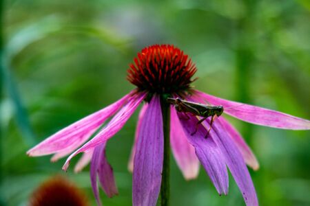 Grasshopper on coneflower. Cute red-legged grasshopper resting on top of a cone flower, beautiful shades of pink, purple, orange and green, great nature or.の写真素材