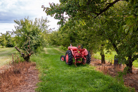 Old rusty tractor in an orchard. An old rusty tractor sits in an orchard in the Okanagan Valley,...