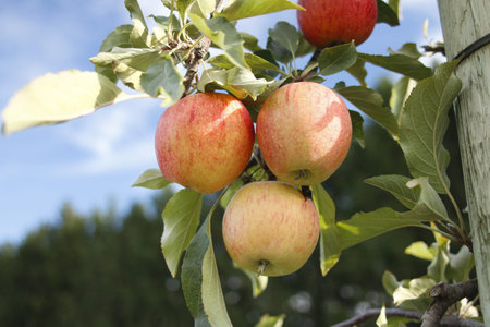 canadian apple trees with apples on them