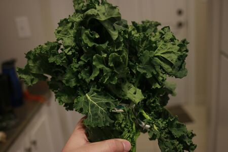 Kale. Green vegetable leaves, top view on white plate, healthy eating, vegetarian food..の写真素材