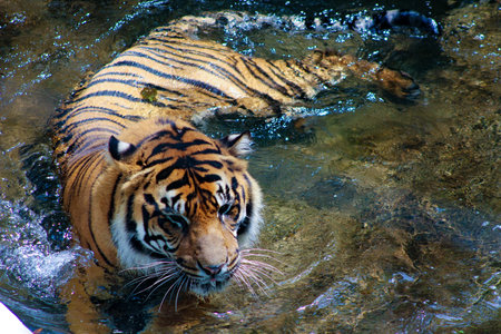 Amur tiger lying and looking forward.