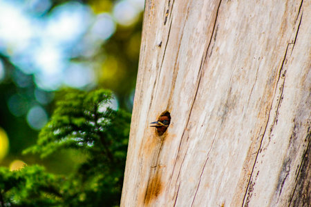 Hungry Baby Woodpeckers head sticking out of nest in tree.