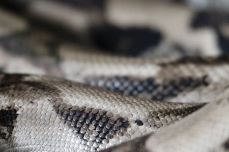 snake skin closeup photo showing the details of the scales.の写真素材
