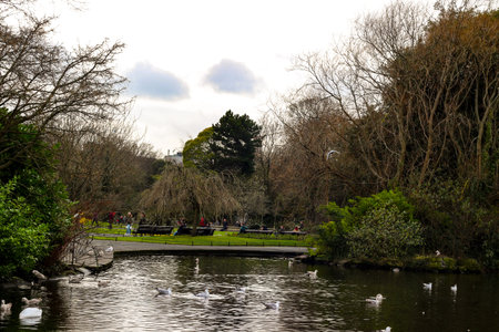 A park in dublin ireland that has lots of gulls on it.の写真素材