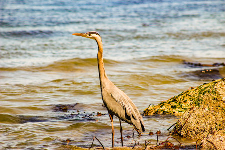 Great Blue Heron Ardea herodias - Fort Myers Beach, Florida.の写真素材
