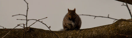 curious red squirrel siting on tree. common animal in canada
