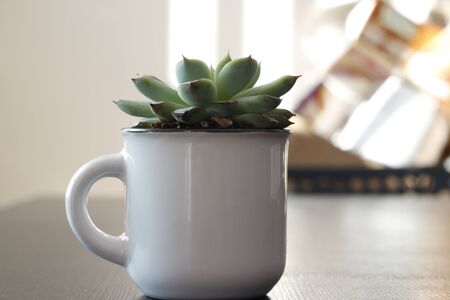 Group of various indoor cacti and succulent plants in pots isolated on a white background.の写真素材