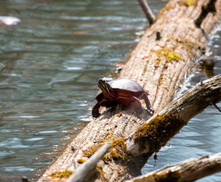 Midland Painted Turtle basking on a large rock covered in vegetation.