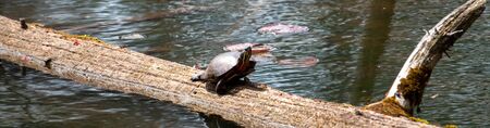 Midland Painted Turtle basking on a large rock covered in vegetation.の写真素材