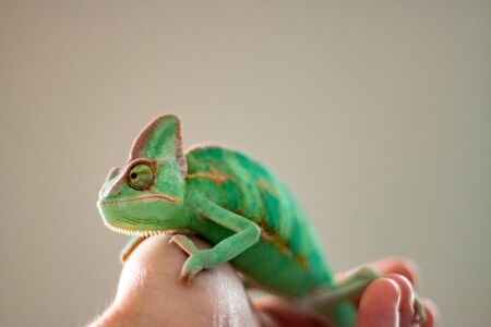 Man holding a veiled chameleon which is one of the most popular pet chameleonsの写真素材