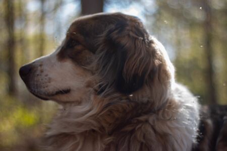 portrait big Bernese mountain dog. forest on background.の写真素材