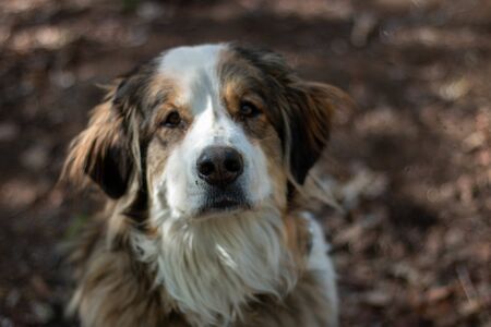 portrait big Bernese mountain dog. forest on background.の写真素材