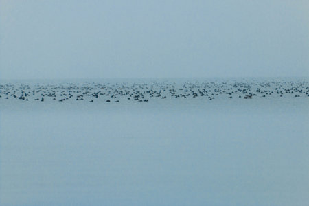 Tons of water birds out at shore in a beautiful misty photo