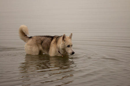 Siberian husky swimming on a cold canadian day