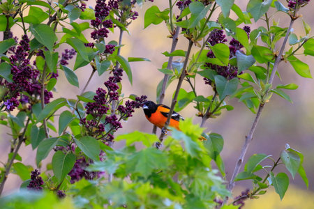 A baltimore oriole in a lilac tree. Photographed in Ontario canadaの写真素材
