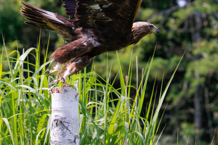 Golden eagle Aquila chrysaetos in flight with vegetation in the background